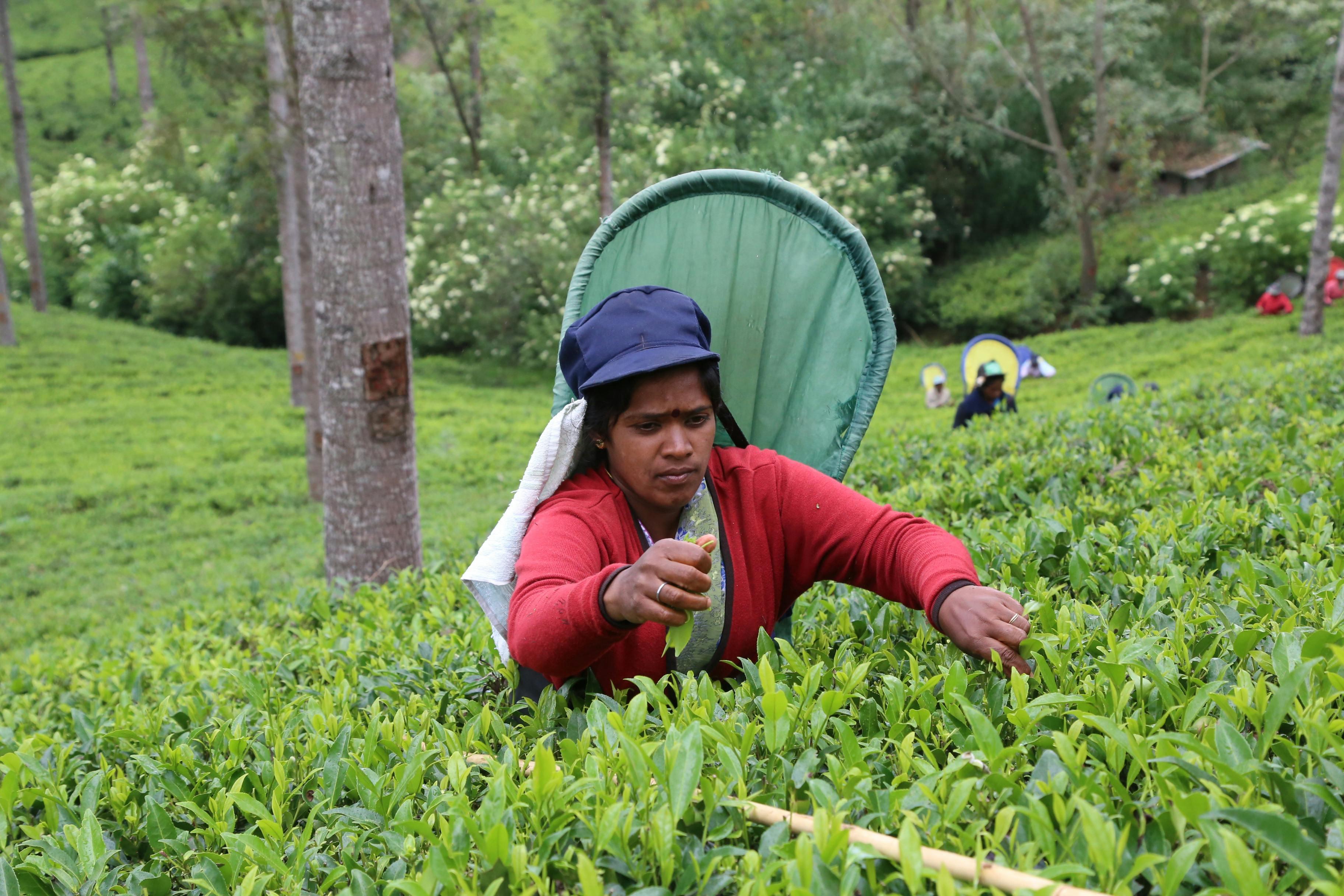 Hands That Create Ceylon’s Finest Tea